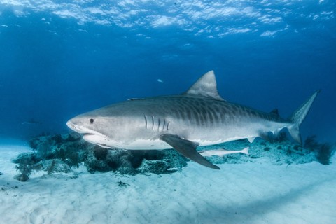 Asal Usul Banyak Hiu di Perairan Bahama Bisa Positif Narkoba Jenis Kokain