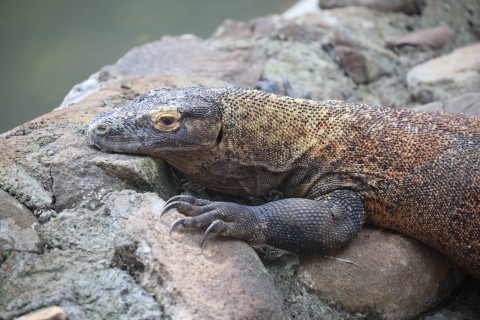 Indonesia Pinjamkan 2 Komodo ke Jepang, Ditukar Jerapah dan Panda Merah
