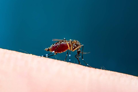 Wabah Virus Chikungunya Merebak di China, Kenali Gejala dan Cara Pencegahannya