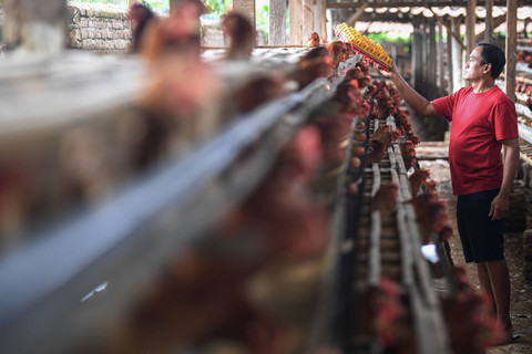 Pemerintah Mau Bangun Peternakan Ayam, Guru Besar IPB Sebut Luar Jawa Potensial