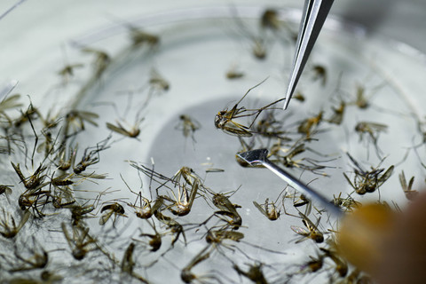 Google Mau Lepas 64 Juta Nyamuk Pembawa Bakteri Wolbachia di AS