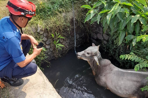 Sapi Kurban Terperosok ke Sumur Resapan di Kemayoran, Damkar Bantu Evakuasi