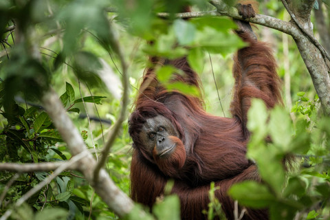 Orang Utan dari Indonesia dan Jepang Bakal Dikawinkan di Kebun Binatang Tobe