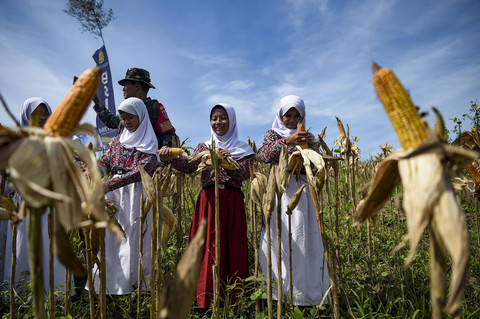 Swasembada Jagung Dinilai Bisa Tekan Harga Telur dan Ayam