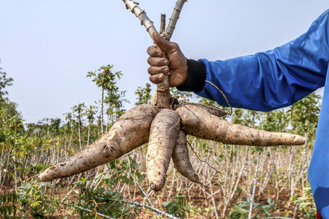 Produksi Petani Tak Terserap, Mentan Bakal Batasi Impor Singkong