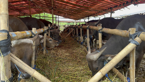 Pedagang Kurban Minta Pemerintah Sediakan Lahan Sewaan: Biar Nggak Dipalak Ormas