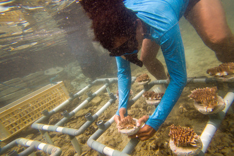 Foto: Menjaga Ekosistem Terumbu Karang di Pulau Pramuka
