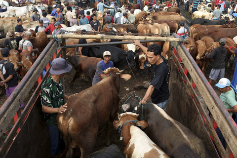 Bapanas Pastikan Pasokan Sapi Kurban di Pasaran Cukup