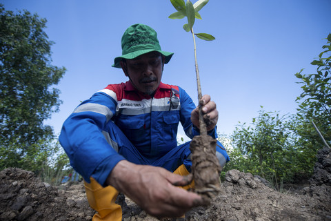 Foto: Kilang Pertamina Project Sumatera Dukung Kelestarian Mangrove
