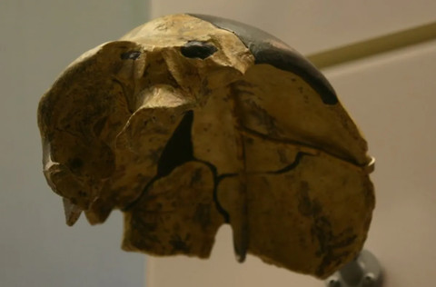 Tengkorak Misterius Berusia 300.000 Tahun Di China: Bukan Manusia, Bukan Hewan