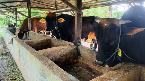 Jelang Idul Adha, Pemerintah Sulawesi Utara Lakukan Pemeriksaan Hewan Kurban
