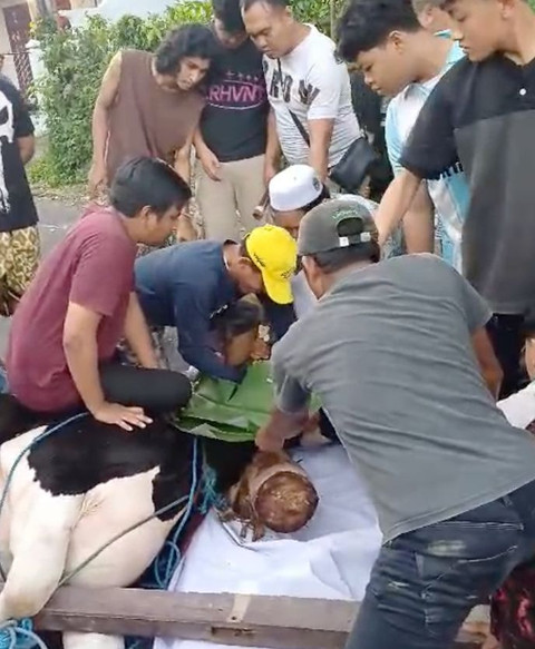 Sapi Kurban 500 Kg Ngamuk di Banyuwangi, Akhirnya Disembelih Damkar di Jalanan