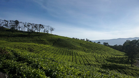 Foto: Pesona Keindahan Kota Pagar Alam Dengan Lanskap Gunung Dempo dan Kebun Teh