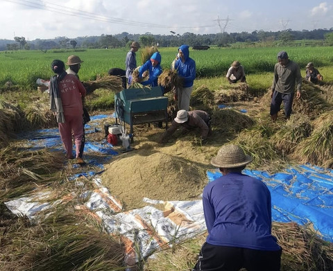 Pengusaha Penggilingan di Sumsel Keluhkan Kenaikan Harga Gabah