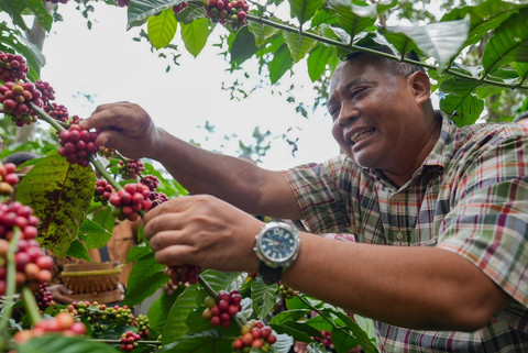 Panen Perdana Kopi Robusta Lereng Merapi, Kementan Tegas Nyatakan Dukungannya