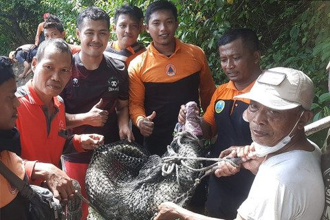 Buaya Muara 1,5 Meter Muncul di Tambak Warga Rungkut Surabaya, BPBD Evakuasi