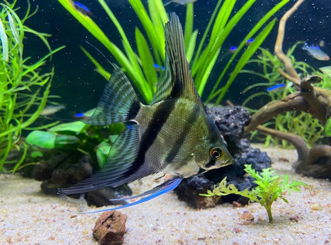 Cara Pakai Pupuk Cair Aquascape untuk Hasil Terbaik