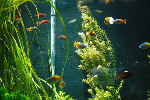 Cara Menurunkan PH Aquascape agar Ekosistem Akuarium Membaik