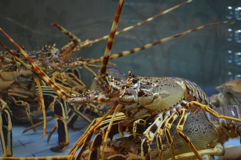7 Spesies Baru Lobster Air Tawar yang Ditemukan di Papua Barat