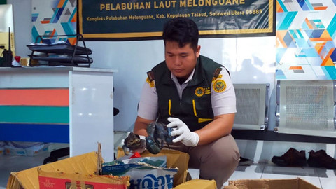 Karantina Sulawesi Utara Gagalkan Upaya Penyelundupan Puluhan Ketam Kenari