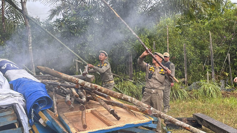Tak Hanya PSK, Judi Sabung Ayam Juga Muncul di Sekitar IKN