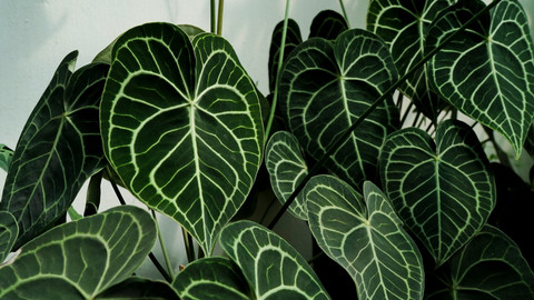 Cara Merawat Anthurium Crystallinum agar Tumbuh Cantik