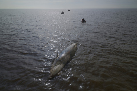 Foto: Seekor Anak Paus Ditemukan Mati di Pinggir Pantai Buenos Aires, Argentina