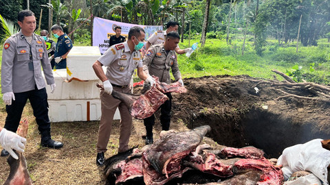 Karantina Sulawesi Utara Musnahkan 1 Ton Daging Celeng yang Masuk Secara Ilegal