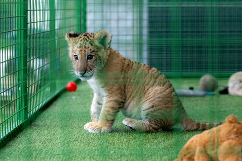 Foto: Bayi Singa-Harimau Hibrida Lahir di Kebun Binatang Swasta di Rumania