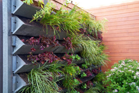 Mengenal Apa Itu Vertical Garden dan Cara Membuat Secara Sederhana