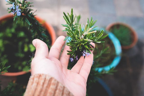 Bagaimana Cara Menanam Rosemary di Pot? Pemula Wajib Tahu