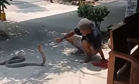 Viral Aksi Pawang Ular di Mempawah, Ajak Ngobrol dan Nasihati King Kobra