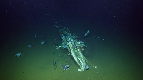 Potret Hewan Laut Misterius Asyik Santap Bangkai Paus, Ahli: Dinner is Served