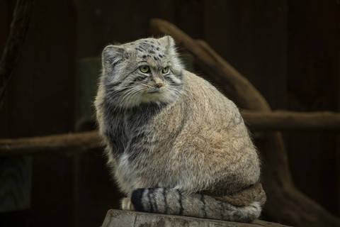 Kucing Pallas: Spesies Tertua dari Asia Tengah, Berevolusi Sejak 5,2 Juta Tahun