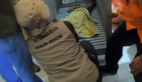 BPBD Kuningan Evakuasi Macan Tutul Nyasar di Kantor Desa