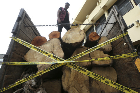 Foto: Pengungkapan Kasus Penebangan Liar 7,77 Kubik Kayu dari Hutan Lindung
