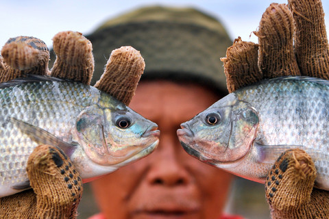 Foto: Peternak Ikan Kalimantan Timur Panen di Tengah Naiknya Angka Konsumsi
