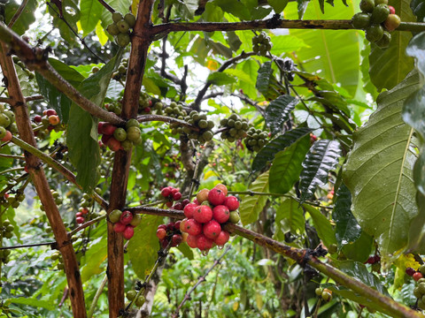 Produksi Kopi Lampung di Bawah 2 Ton Per Hektare, Inovasi Budidaya Ditingkatkan