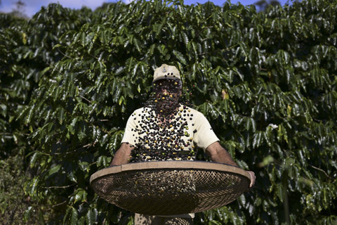 Harga Kopi di Brasil Melonjak 20 Persen Imbas Gagal Panen