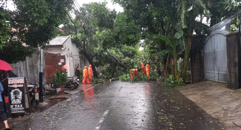 Hujan dan Angin Kencang Landa Jakarta: 7 Pohon Tumbang, Timpa Atap Rumah