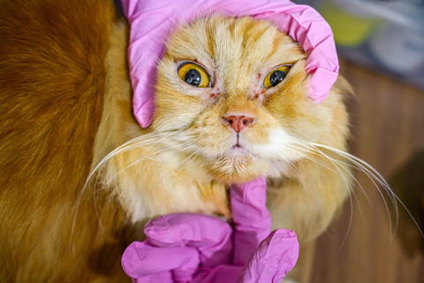 Foto: Melihat Pemberian Vaksin Rabies Gratis untuk Hewan di Aceh