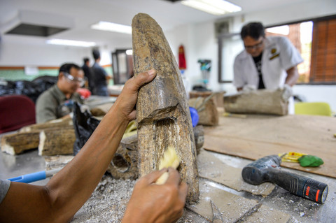 Foto: Melihat Fosil Gading Gajah Purba Berusia 800 Ribu Tahun di Bandung