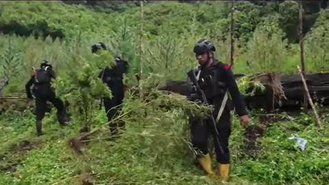 Bareskrim Musnahkan 51,57 Ha Ladang Ganja di Aceh, Setara 155,2 Ton Siap Edar