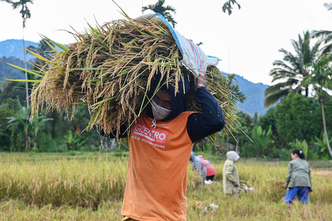 BPS Perkirakan Produksi Padi April-Juni 2026 Turun