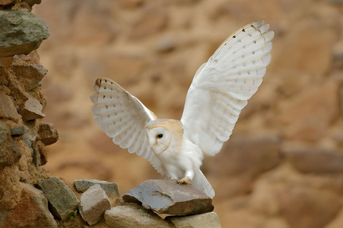Nalar Tumpul di Balik Kematian Serak Jawa