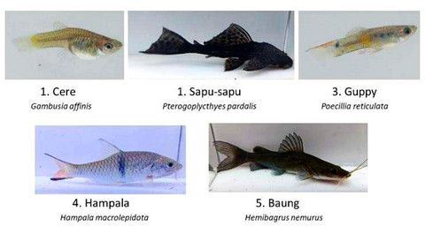 Ragam Ikan di Sungai Ciliwung: Ikan Asing Melonjak, Ikan Lokal Terdesak