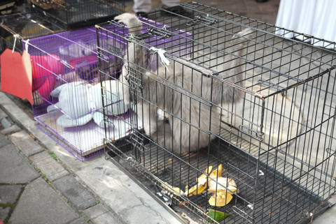 Pria di Sidoarjo Simpan dan Jual Satwa Dilindungi Antar Negara: Owa Jawa, Lutung