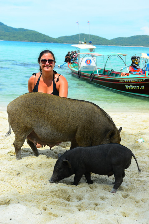 Unik! Thailand Punya Pulau yang Dihuni Babi-babi Jinak