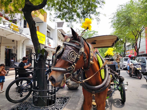 Saat Kuda Andong Malioboro Bersolek di Libur Lebaran, Bikin Wisatawan Penasaran