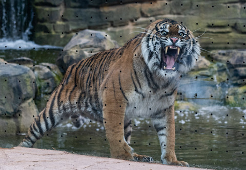 Foto: Dua Harimau Sumatera Dapat 'Rumah Baru' di Kebun Binatang Berlin